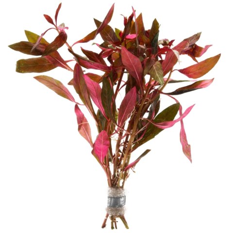 Eco Plant - Alternanthera Reineckii Bronze - invitro mały kubek Eco Plant - Alternanthera Reineckii Bronze - invitro mały kubek