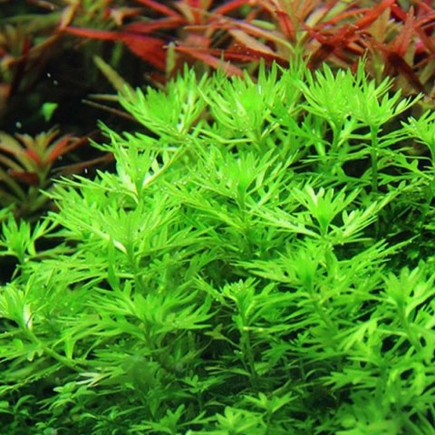 Eco Plant - Hottonia Inflata - Roślina invitro mały kubek Eco Plant - Hottonia Inflata - Roślina invitro mały kubek