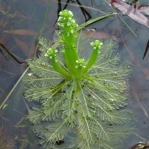 Eco Plant - Hottonia Inflata - Roślina invitro mały kubek Eco Plant - Hottonia Inflata - Roślina invitro mały kubek