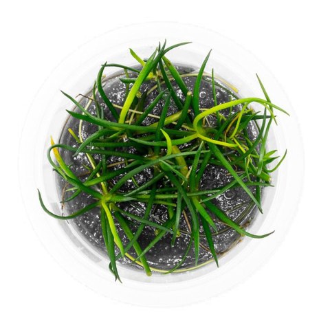 Eco Plant - Littorella Uniflora - Invitro mały kubek Eco Plant - Littorella Uniflora - Invitro mały kubek