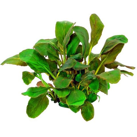 Eco Plant - Lobelia Cardinalis - InVitro mały kubek Eco Plant - Lobelia Cardinalis - InVitro mały kubek