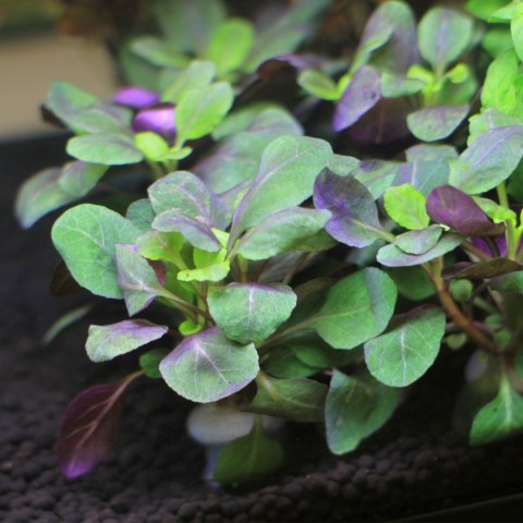 Eco Plant - Lobelia Cardinalis - InVitro mały kubek Eco Plant - Lobelia Cardinalis - InVitro mały kubek