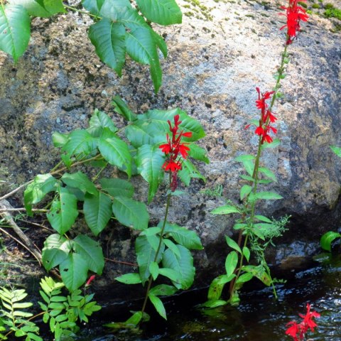 Eco Plant - Lobelia Cardinalis - InVitro mały kubek Eco Plant - Lobelia Cardinalis - InVitro mały kubek