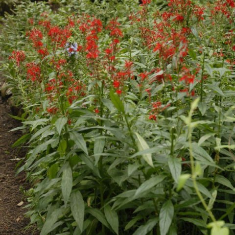 Eco Plant - Lobelia Cardinalis - InVitro mały kubek Eco Plant - Lobelia Cardinalis - InVitro mały kubek