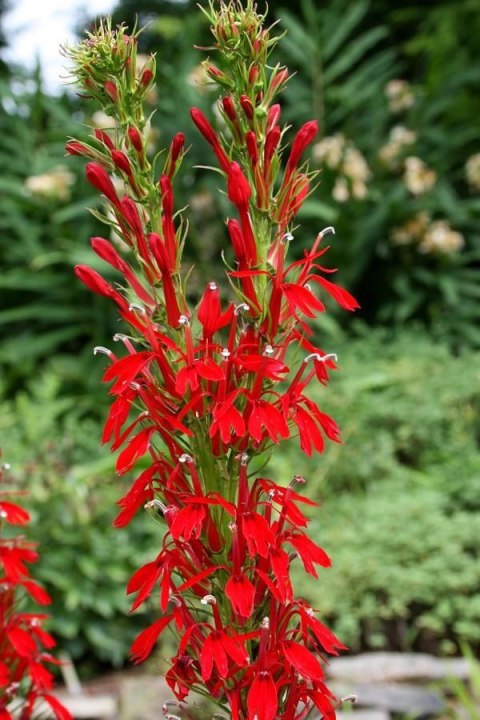 Eco Plant - Lobelia Cardinalis - InVitro mały kubek Eco Plant - Lobelia Cardinalis - InVitro mały kubek