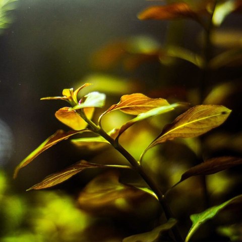 Roślina InVitro - Ludwigia Repens Mesakana Roślina InVitro - Ludwigia Repens Mesakana