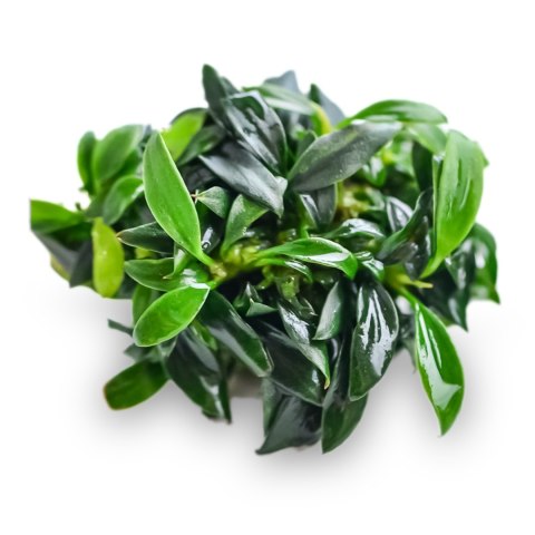 Eco Plant - Anubias Micro Pangolino - Invitro mały kubek Eco Plant - Anubias Micro Pangolino - Invitro mały kubek