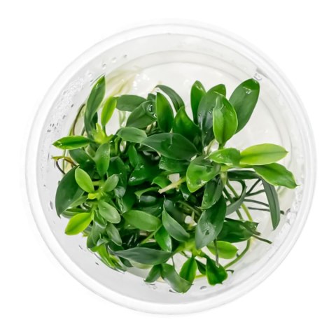 Eco Plant - Anubias Micro Pangolino - Invitro mały kubek Eco Plant - Anubias Micro Pangolino - Invitro mały kubek