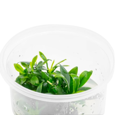 Eco Plant - Anubias Micro Pangolino - Invitro mały kubek Eco Plant - Anubias Micro Pangolino - Invitro mały kubek