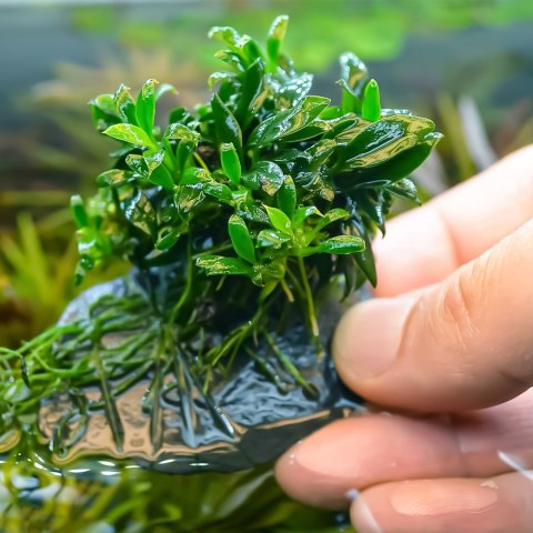 Eco Plant - Anubias Micro Pangolino - Invitro mały kubek Eco Plant - Anubias Micro Pangolino - Invitro mały kubek