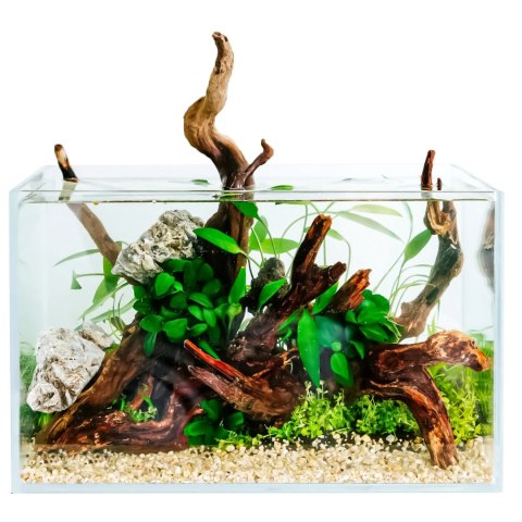 Eco Plant - Anubias Micro Pangolino - Invitro mały kubek Eco Plant - Anubias Micro Pangolino - Invitro mały kubek