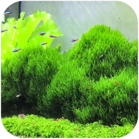 Eco Plant - Flame Moss - InVitro mały kubek Eco Plant - Flame Moss - InVitro mały kubek