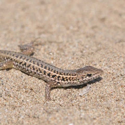 Terrario Dragon Sand 2.5kg - mikro piasek pustynny Terrario Dragon Sand 2.5kg - mikro piasek pustynny