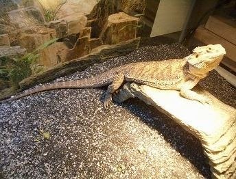EXO TERRA Intense Basking Spot 25W (żarówka grzewcza) EXO TERRA Intense Basking Spot 25W (żarówka grzewcza)