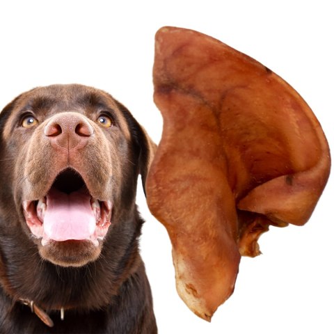 Dogario Bonni Pig's Ear L - duże wieprzowe ucho oferta hurtowa x50 Dogario Bonni Pig's Ear L - duże wieprzowe ucho oferta hurtowa x50