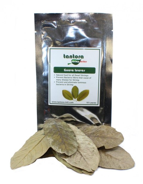 Tantora Guava Leaves Liście Guawy 10Szt. Tantora Guava Leaves Liście Guawy 10Szt.
