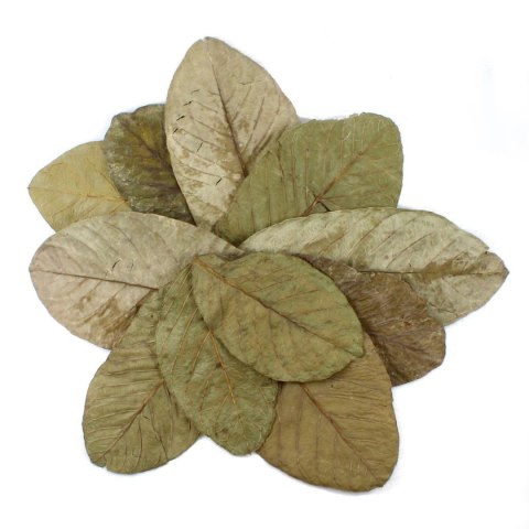 Tantora Guava Leaves Liście Guawy 10Szt. Tantora Guava Leaves Liście Guawy 10Szt.