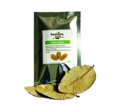 Tantora Guava Leaves Liście Guawy 10Szt. Tantora Guava Leaves Liście Guawy 10Szt.