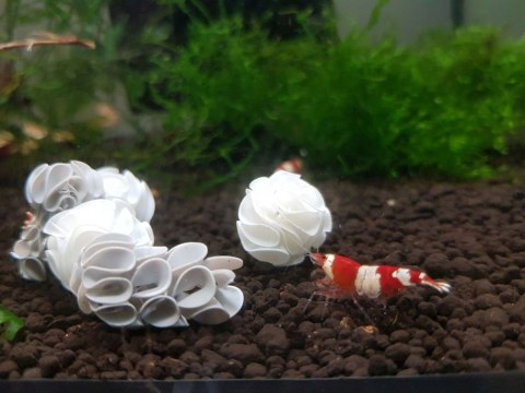 Baby Shrimp Shelters Zielony 20 szt Baby Shrimp Shelters Zielony 20 szt