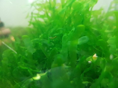 Pelia Monosolenium Tenerum Porcja 100ml Wątrobowiec Pelia Monosolenium Tenerum Porcja 100ml Wątrobowiec