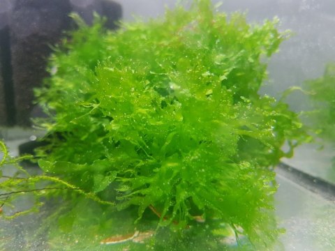 Pelia Monosolenium Tenerum Porcja 100ml Wątrobowiec Pelia Monosolenium Tenerum Porcja 100ml Wątrobowiec