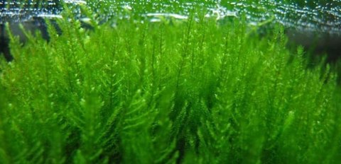 Mech Erect Moss Porcja 10 gałązek In Vitro Piękny Mech Erect Moss Porcja 10 gałązek In Vitro Piękny