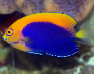 Centropyge Acanthops ok 4 cm