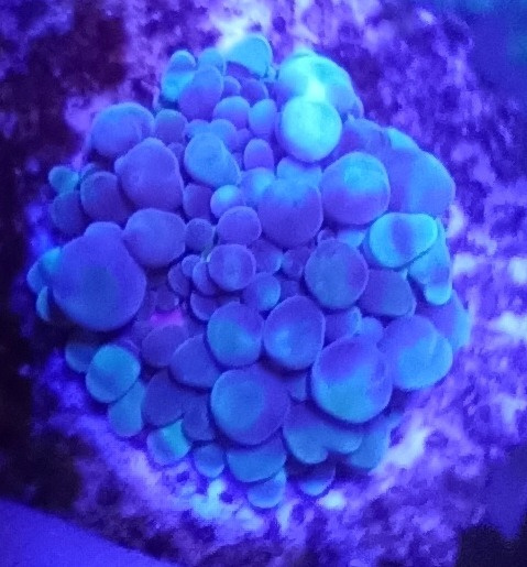 RICORDEA RICORDEA