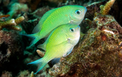 CHROMIS VIRIDIS