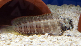 SALARIAS FASCIATUS