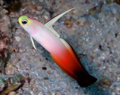 nemateleotris magnifica