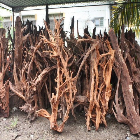 Malaysian Driftwood Giant XXXL - korzeń 150cm no.M34 Malaysian Driftwood Giant XXXL - korzeń 150cm no.M34