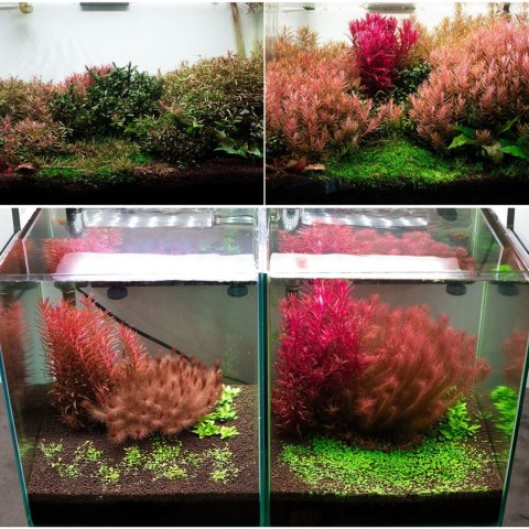 Neo Soil Plant Normal 3l - podłoże do akwarium roślinnego