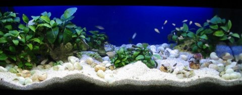 Delfin Żwir biały 2-4mm 5kg Delfin Żwir biały 2-4mm 5kg